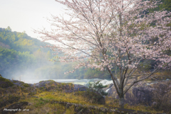 寒狭峡の桜