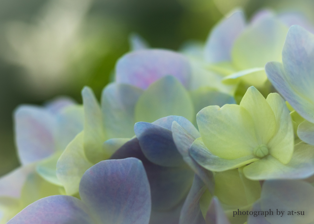 岐阜公園の紫陽花