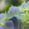 岐阜公園の紫陽花