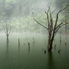 雨の自然湖２