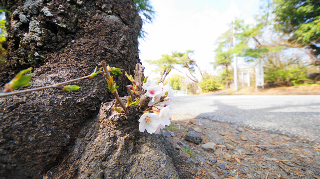 さくら
