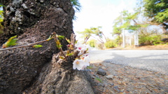 さくら