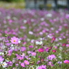 コスモス畑