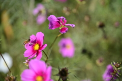 コスモスと蜂