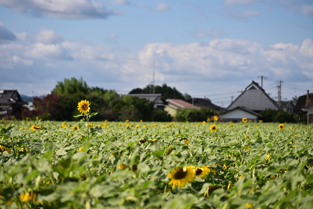 11月のヒマワリ