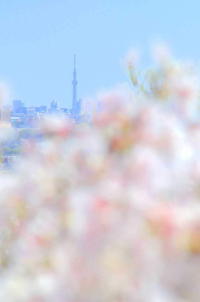 スカイツリーと桜