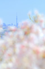 スカイツリーと桜