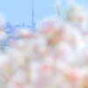 スカイツリーと桜