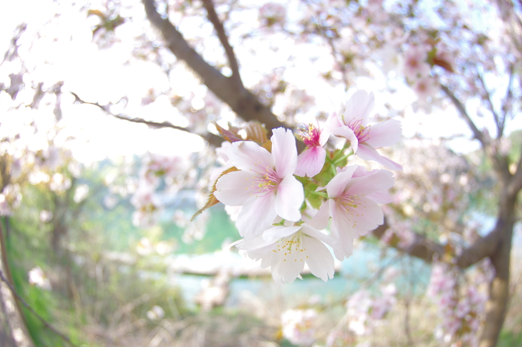 今年最後のさくら
