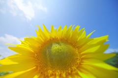 ひまわりと青空