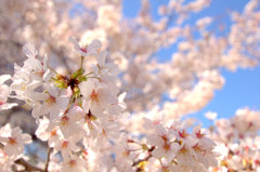 本日、満開桜色！