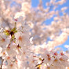 本日、満開桜色！