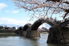 錦帯橋と桜