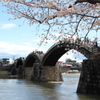 錦帯橋と桜