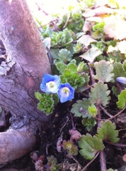 オオイヌノフグリ