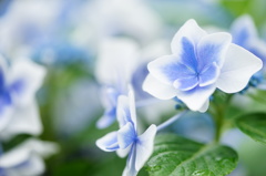 紫陽花