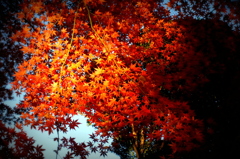 頬紅葉