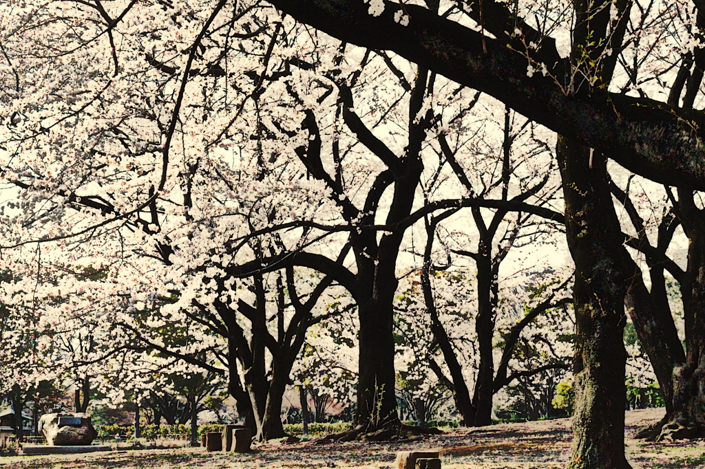 桜の片隅君を待つ。