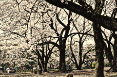 桜の片隅君を待つ。