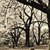 桜の片隅君を待つ。