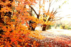 橙光