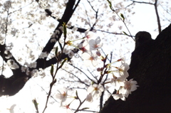 朝陽桜。