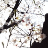 朝陽桜。