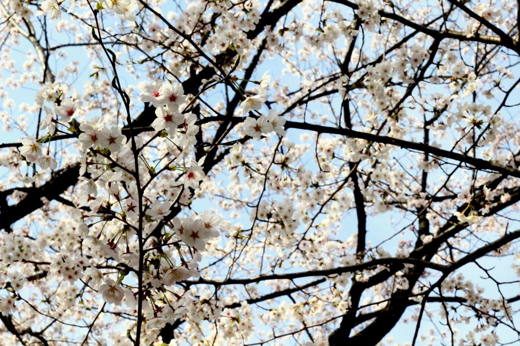 さくらつたえ。