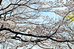 藍し美し。