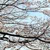 藍し美し。