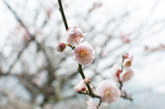 An ume blossom