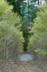 Enkianthus perulatus