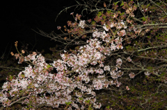 お花見にて