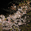 お花見にて