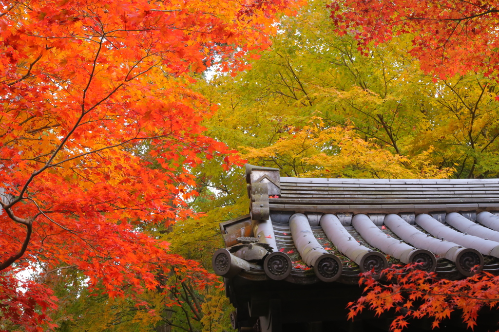 圓光寺にて