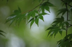 南禅寺・天授庵にて