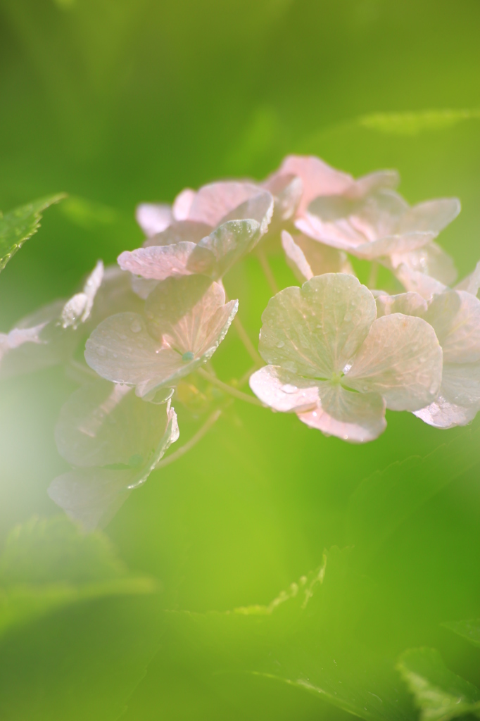 紫陽花