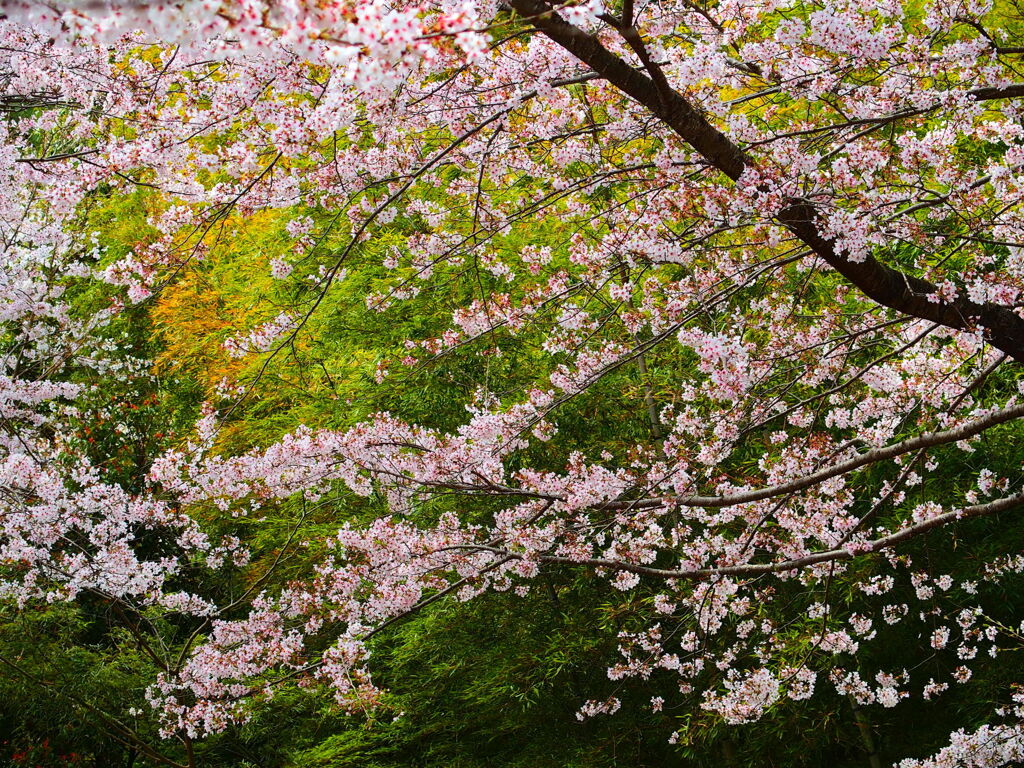 竹林と桜@沼津市