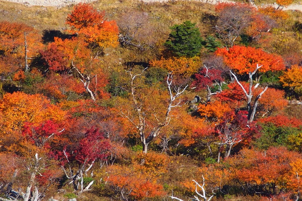 シラカバと紅葉@日光白根山