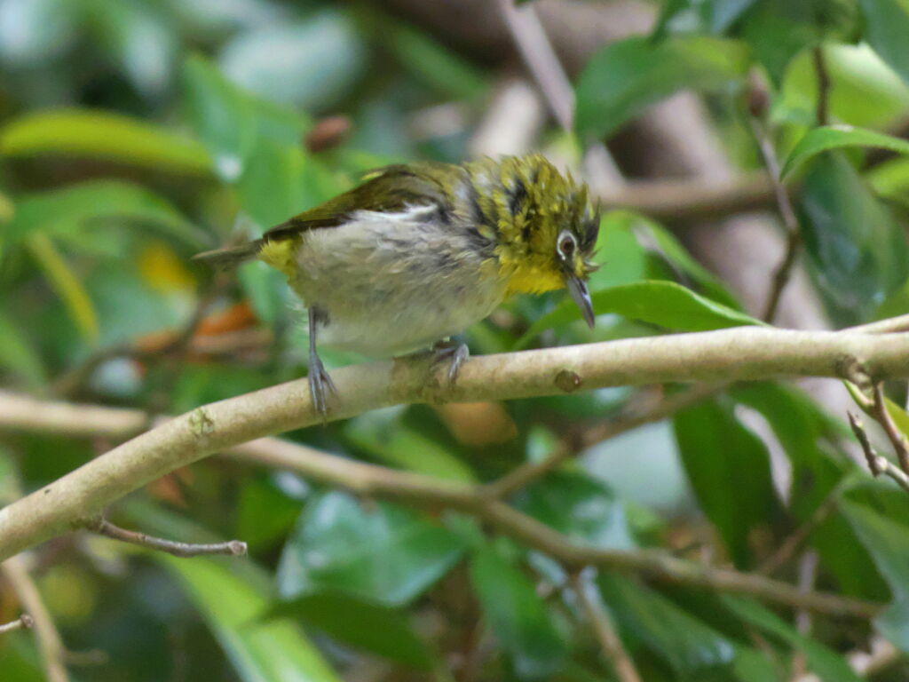 メジロの幼鳥