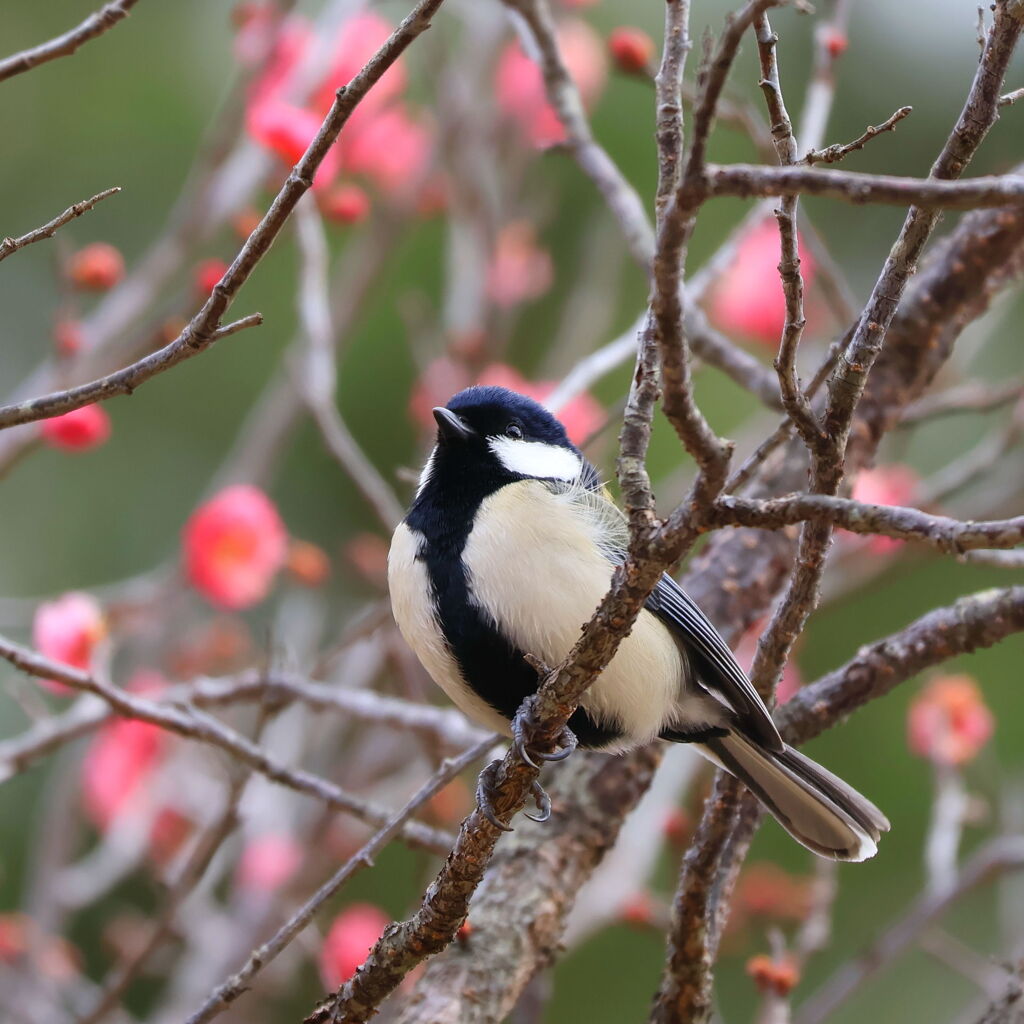 紅梅にシジュウカラ