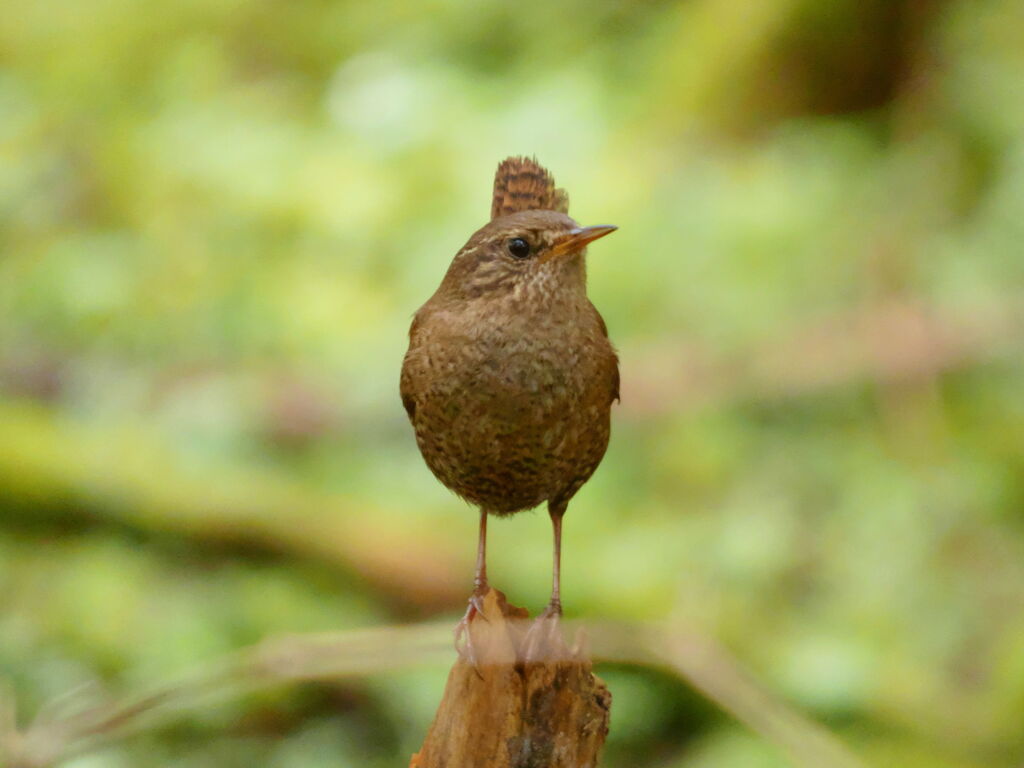 ミソサザイ　その４
