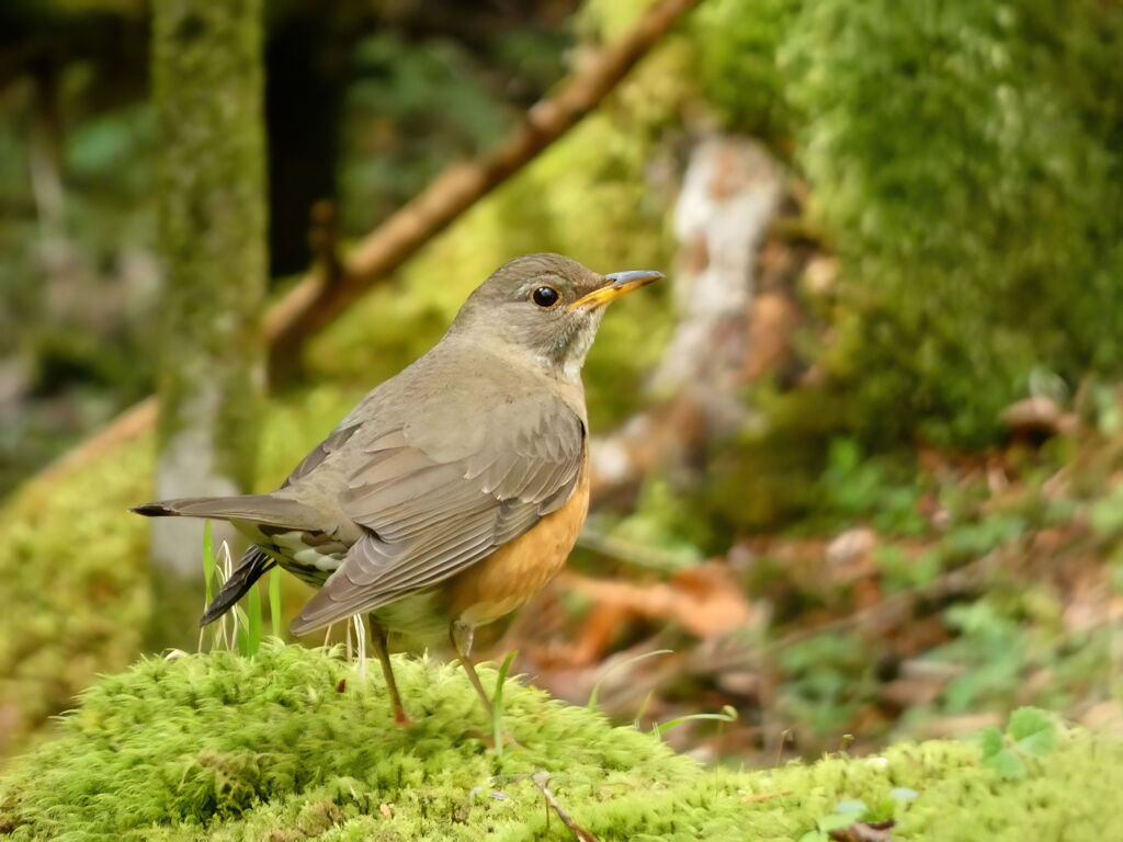 アカハラ