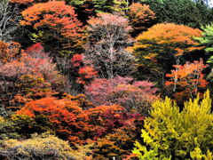 紅葉真っ盛り@大井平公園