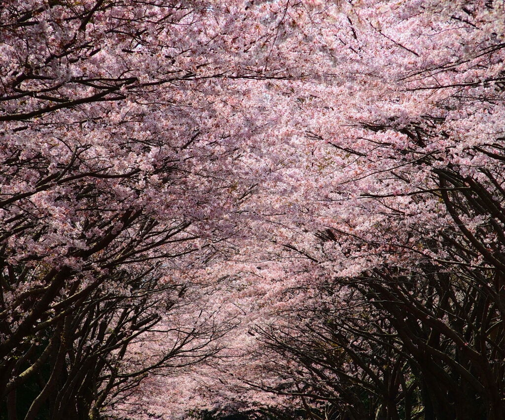 満天の桜@沼津市