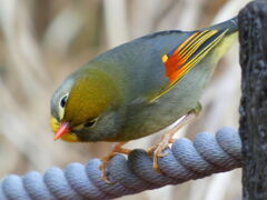 ソウシチョウ