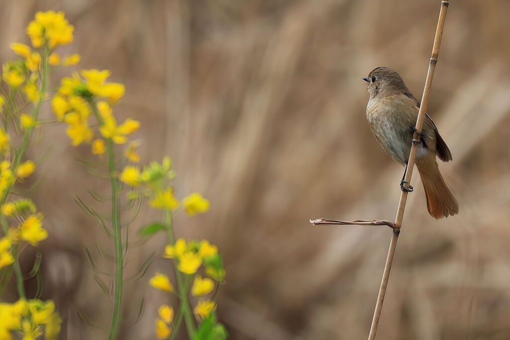 菜の花にジョウビタキ