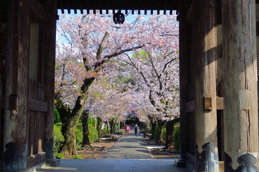 光長寺にて