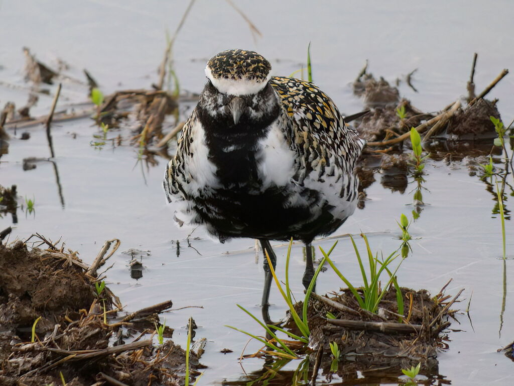 ムナグロ