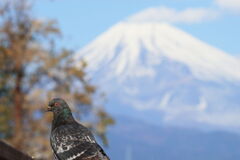 鳩と富士